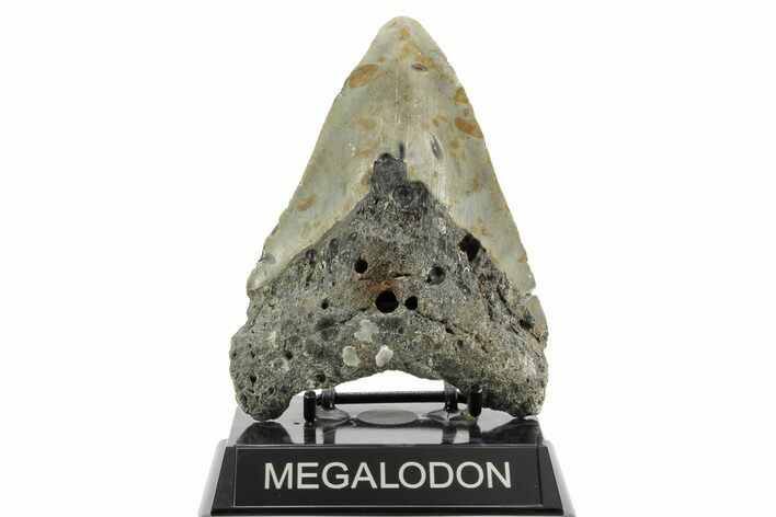 Bargain, Fossil Megalodon Tooth - North Carolina #373133